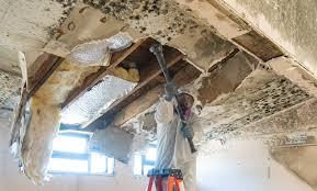 Best Attic Mold Removal  in Rock Island, IL